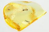 Detailed Fossil Ant (Myrmicinae) In Baltic Amber #325273-1